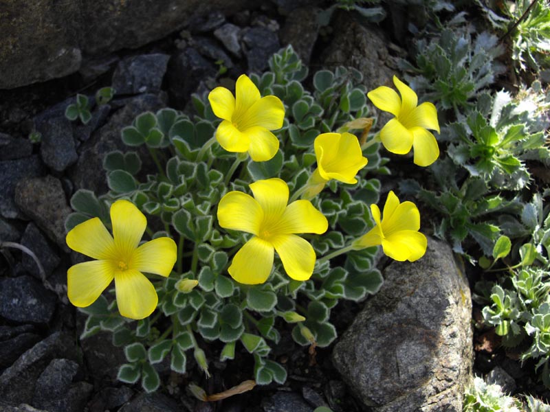 Oxalis purpurea 'Ken Aslett'